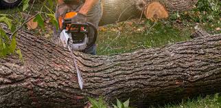 Best Lot and Land Clearing  in Bristow, OK